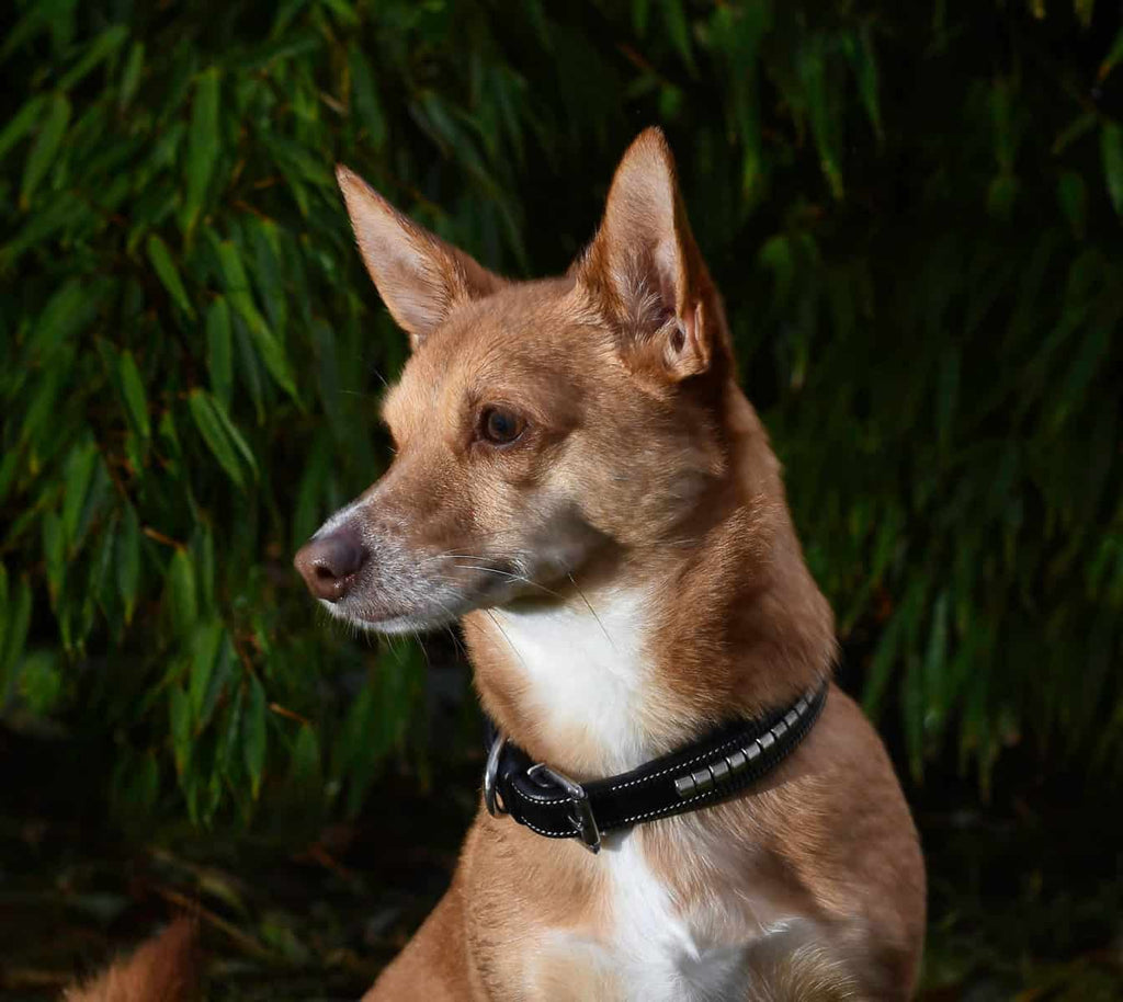 Premium dog collar in natural tanned leather and classic clincher