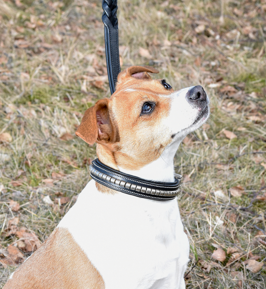 Premium dog collar in natural tanned leather and classic clincher